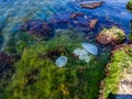 Sea Ã¢â¬â¹Ã¢â¬â¹jellyfish swims near the shore Royalty Free Stock Photo